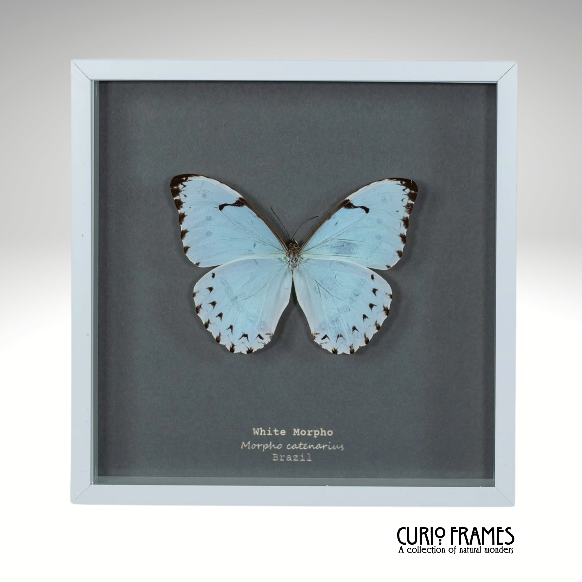 White Morpho