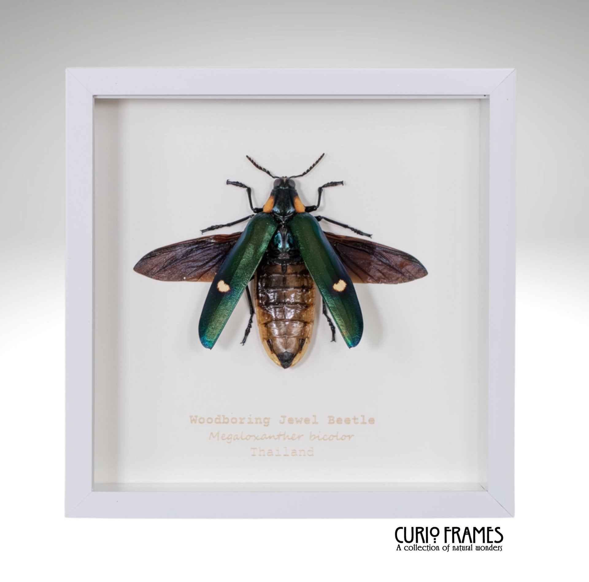 Woodboring Jewel Beetle