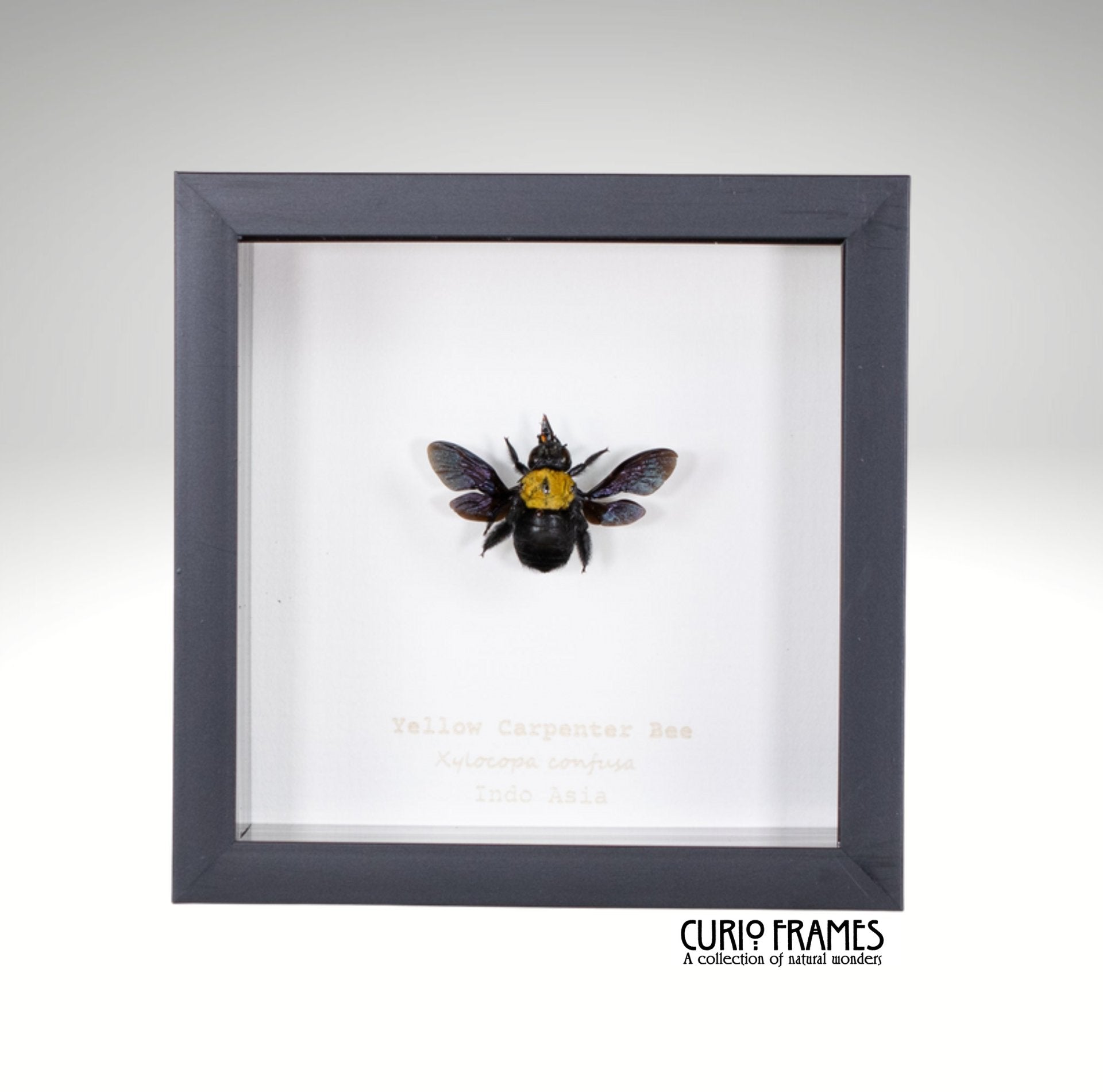 Yellow Carpenter Bee