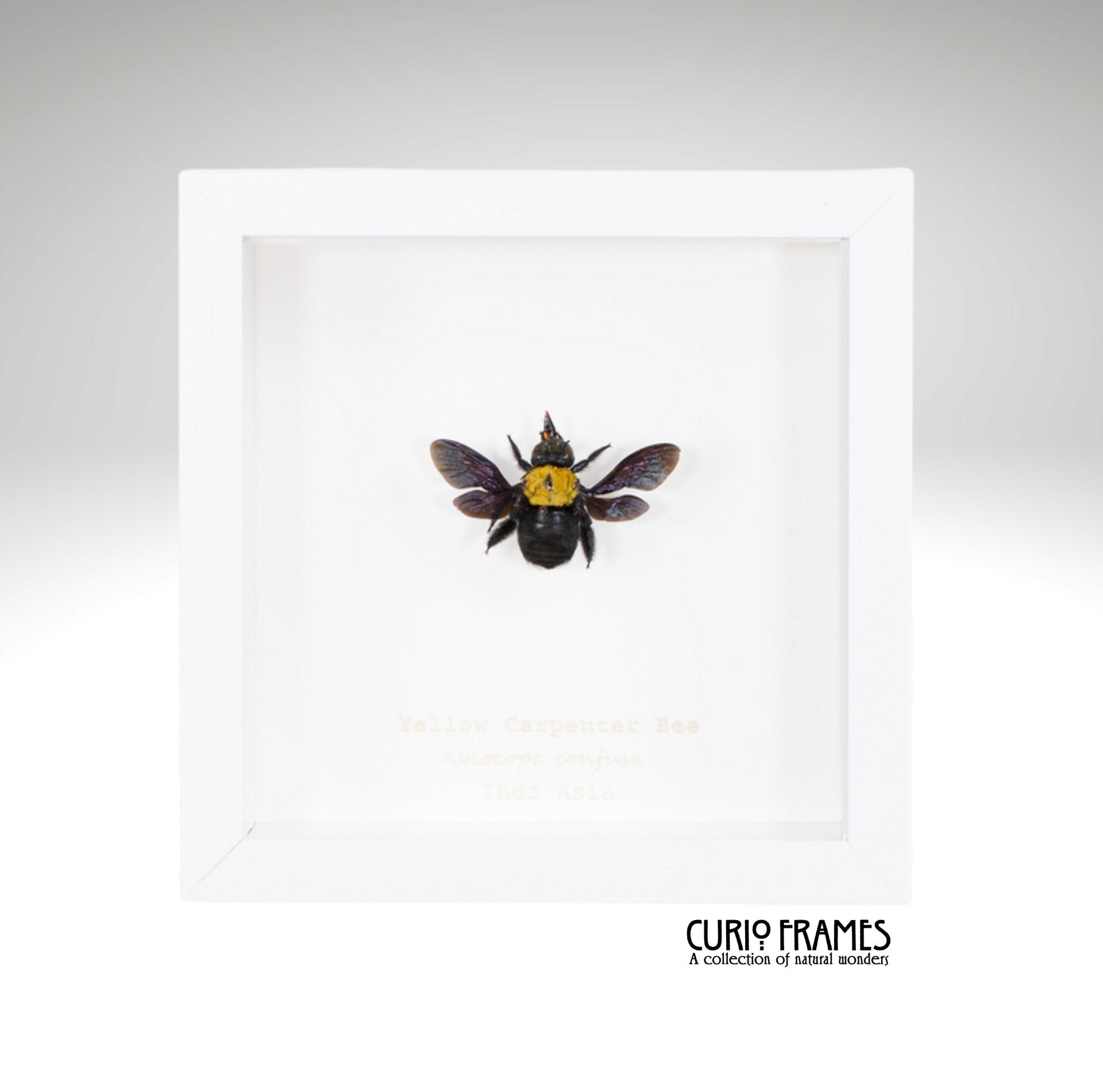 Yellow Carpenter Bee