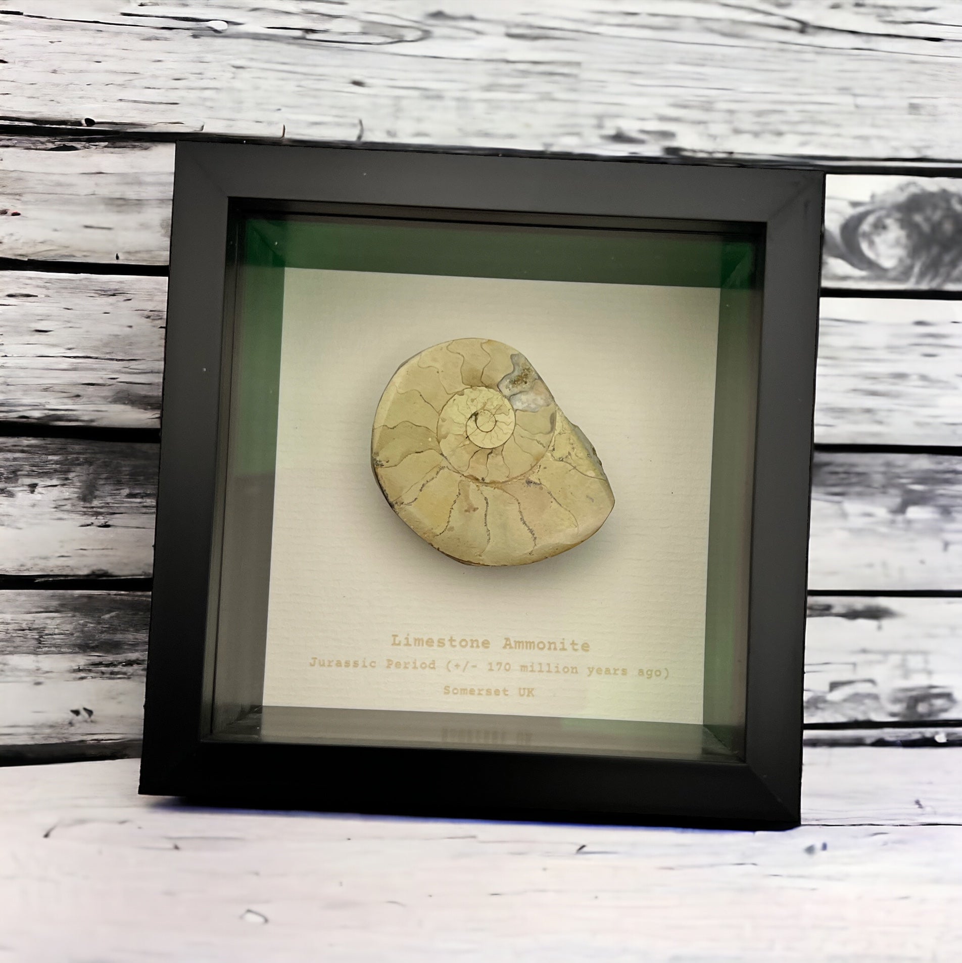 Rocks and Fossils