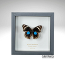 Blue Buckeye