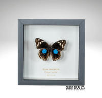 Blue Buckeye