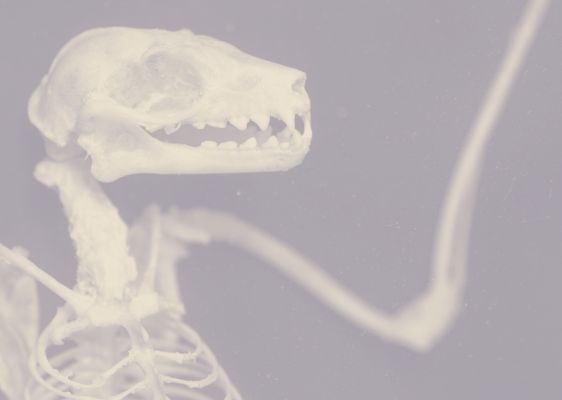 Bats, Bones & other curios