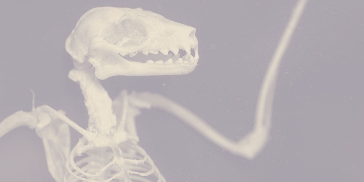 Bats, Bones & other curios