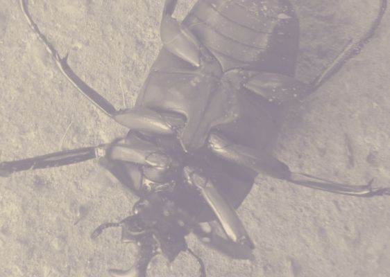 Beetles
