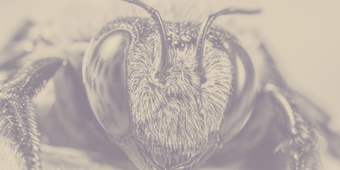 Other Insects