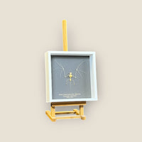 Brown Pipistrelle Bat Skeleton image 0