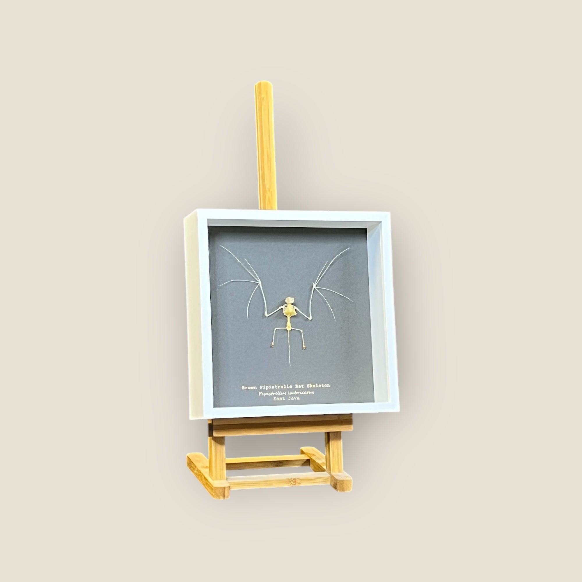 Brown Pipistrelle Bat Skeleton image 0