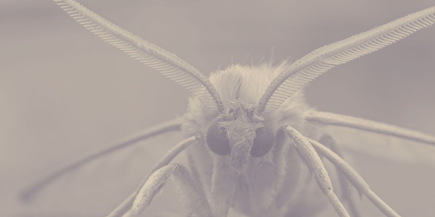 Moths
