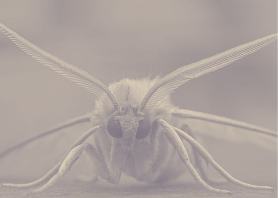 Moths
