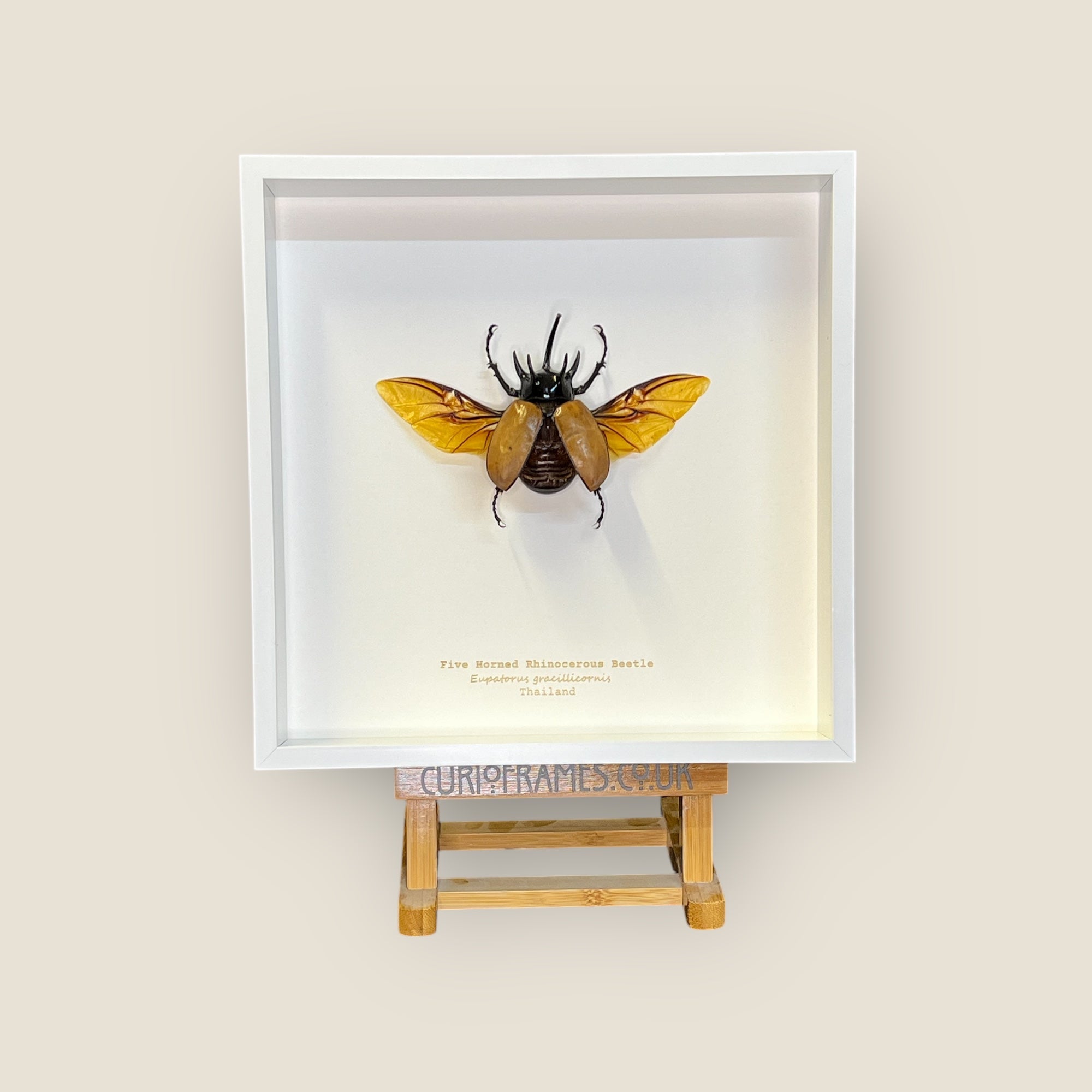 Five Horned Rhino Beetle image 0