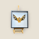 Painted Woolly Bat image 0