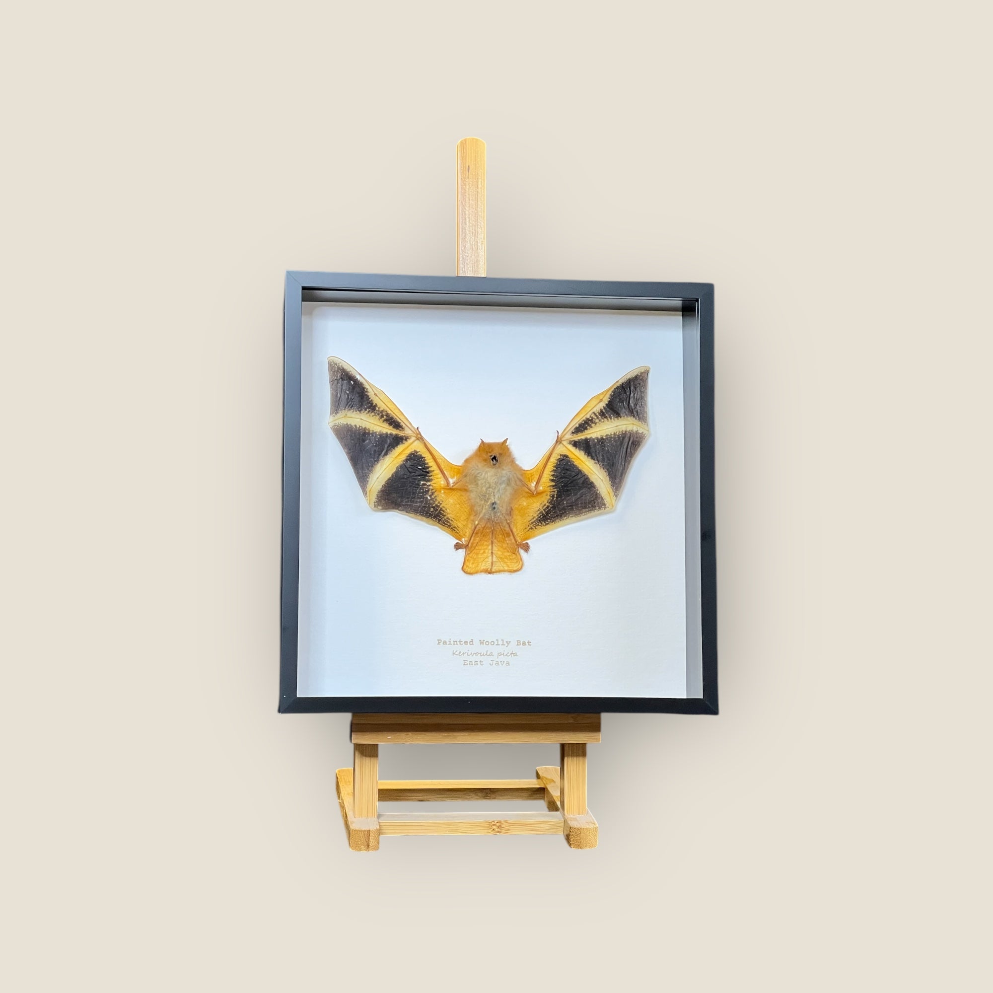 Painted Woolly Bat image 0