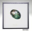 Abalone Shell