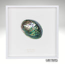 Abalone Shell