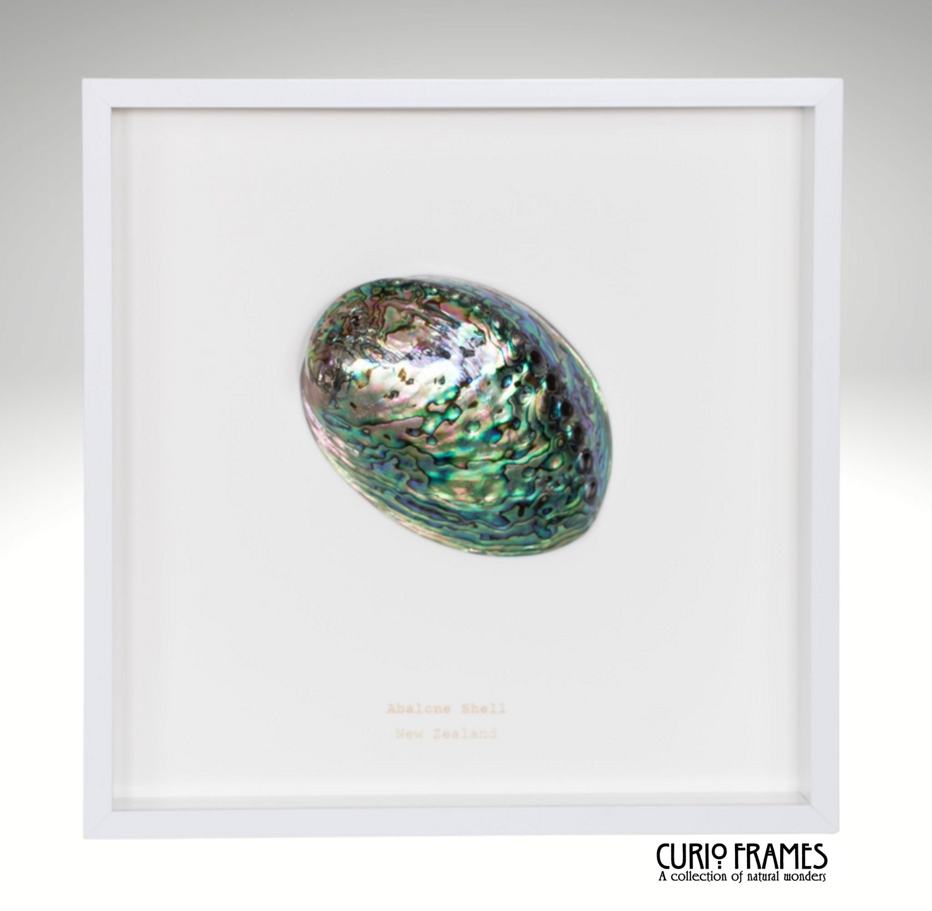 Abalone Shell
