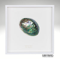 Abalone Shell