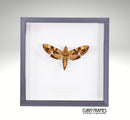 Accented Hawk-Moth