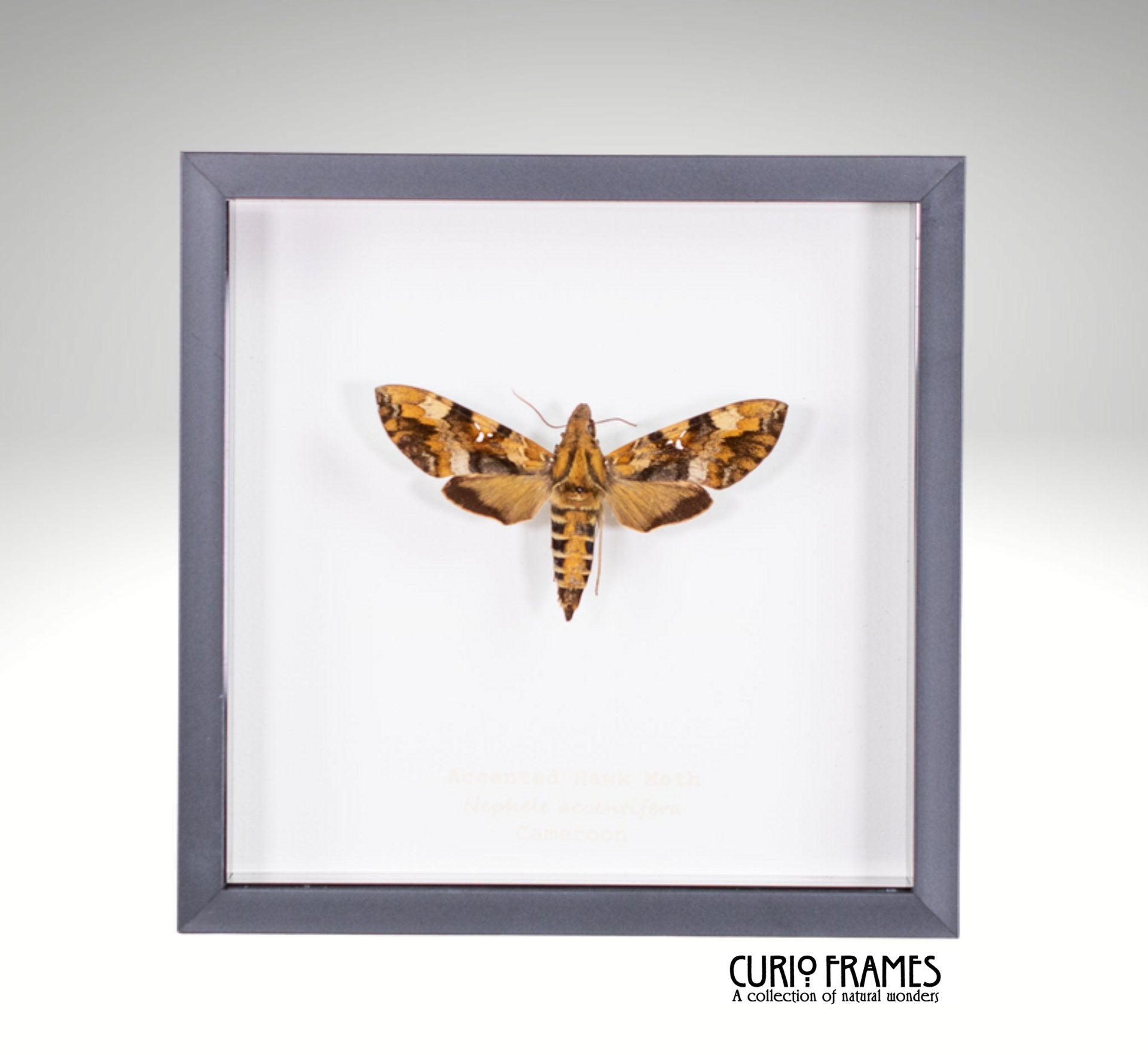 Accented Hawk-Moth