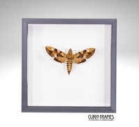 Accented Hawk-Moth