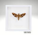 Accented Hawk-Moth