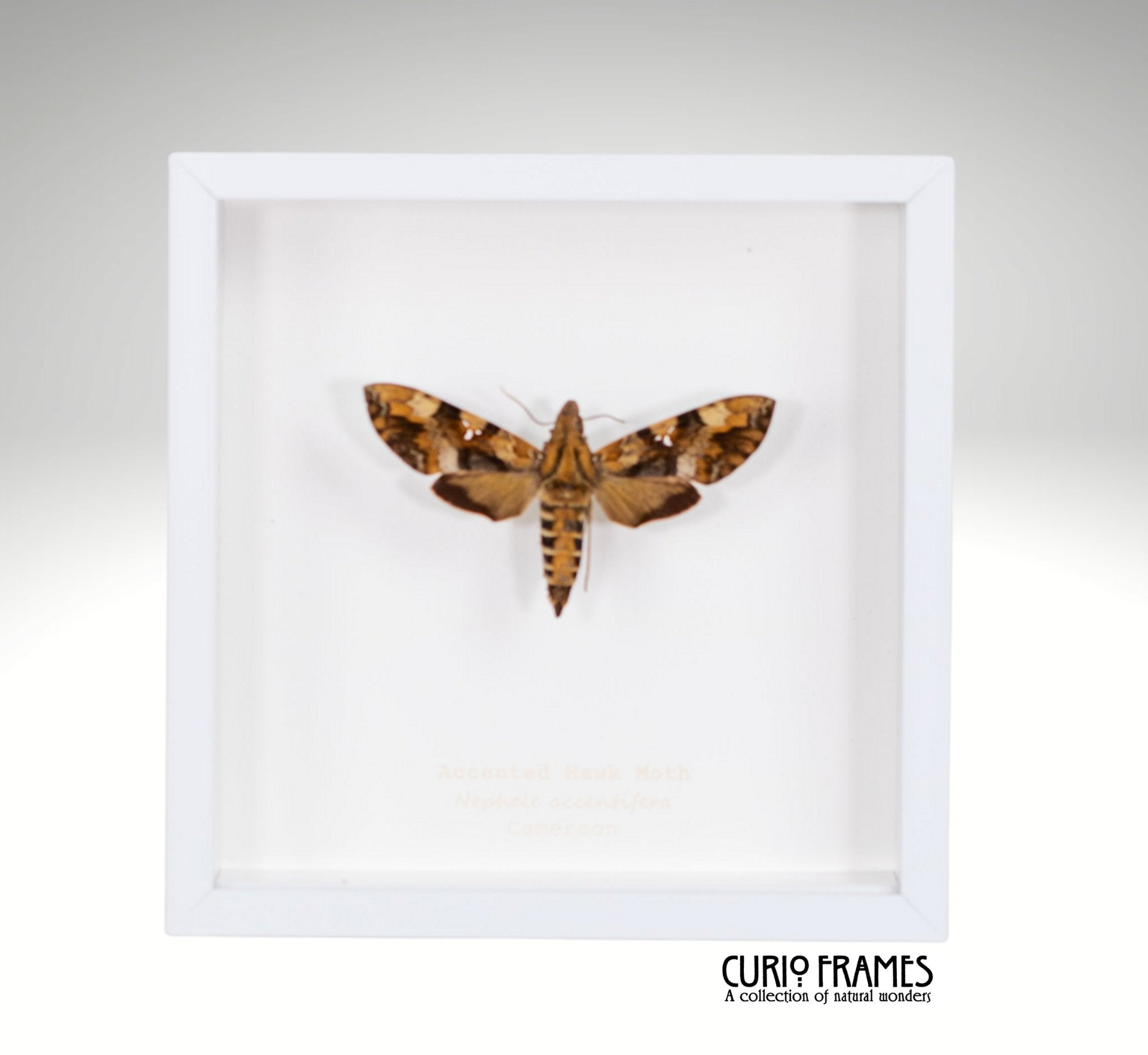 Accented Hawk-Moth