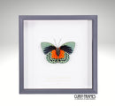 Agrias Butterfly