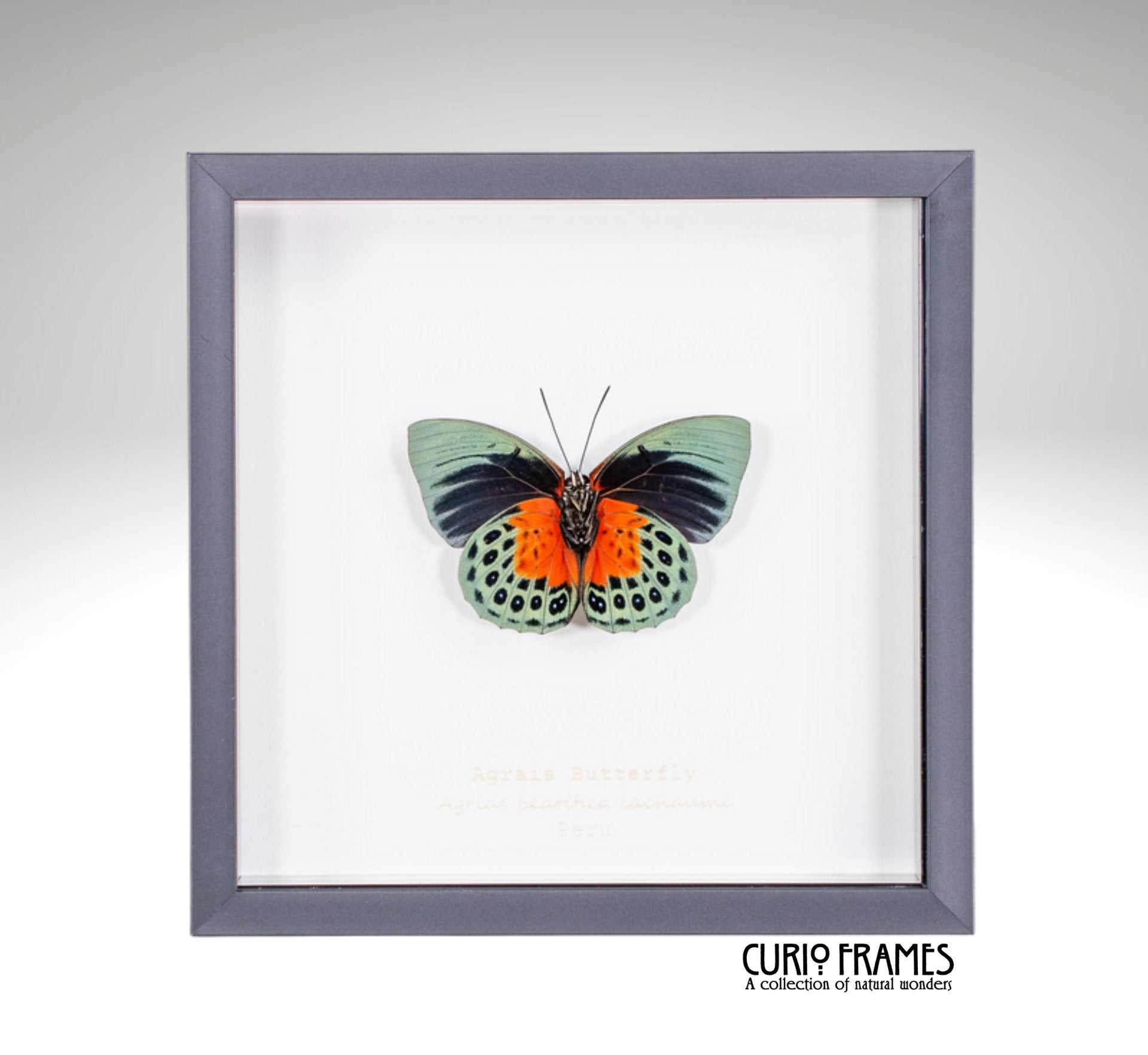 Agrias Butterfly