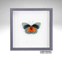 Agrias Butterfly