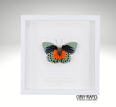 Agrias Butterfly