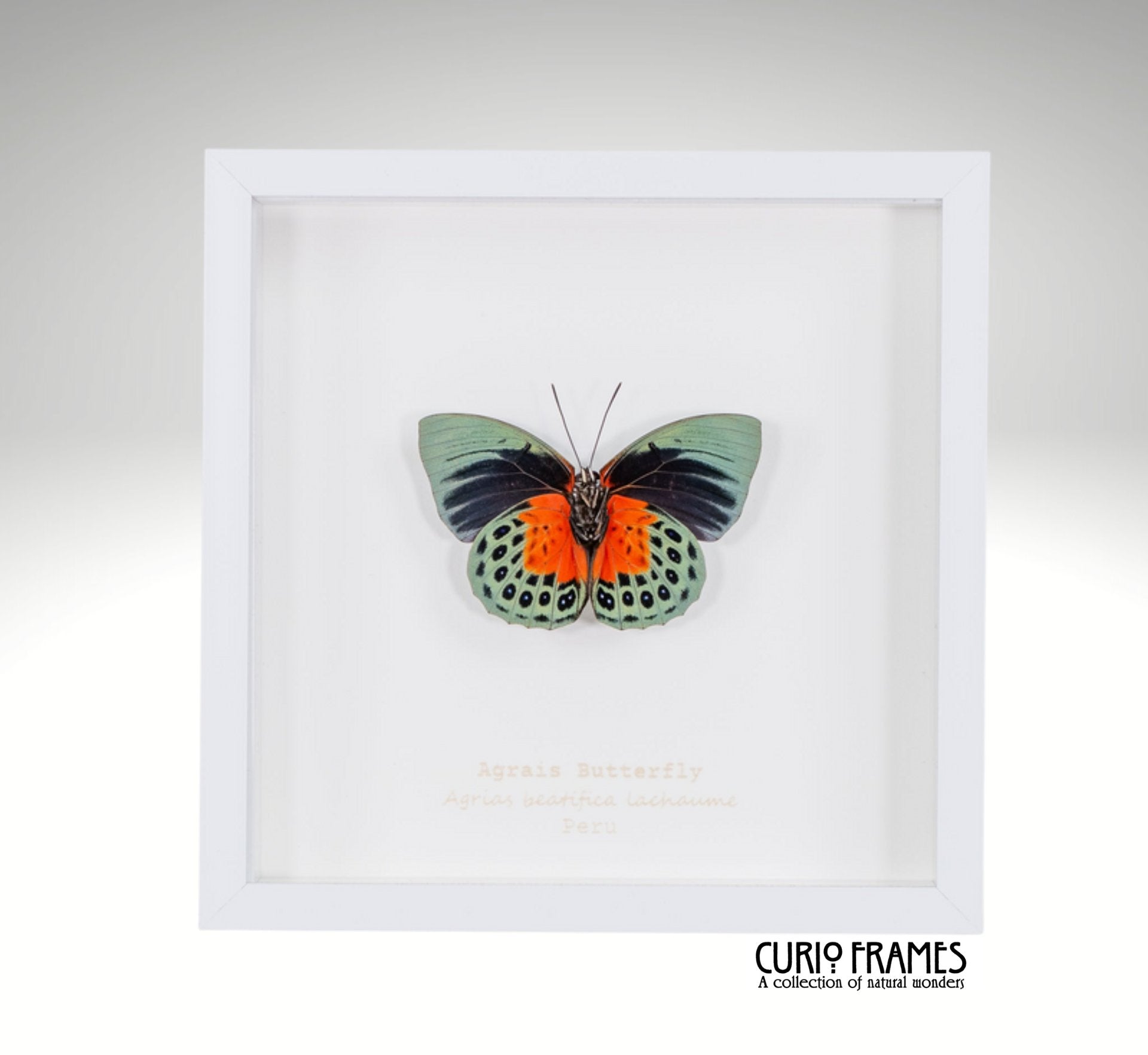 Agrias Butterfly