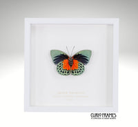 Agrias Butterfly
