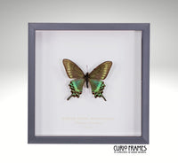 Alpine Green Swallowtail (Spring Form)