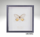 Amber Phantom