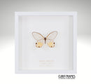 Amber Phantom