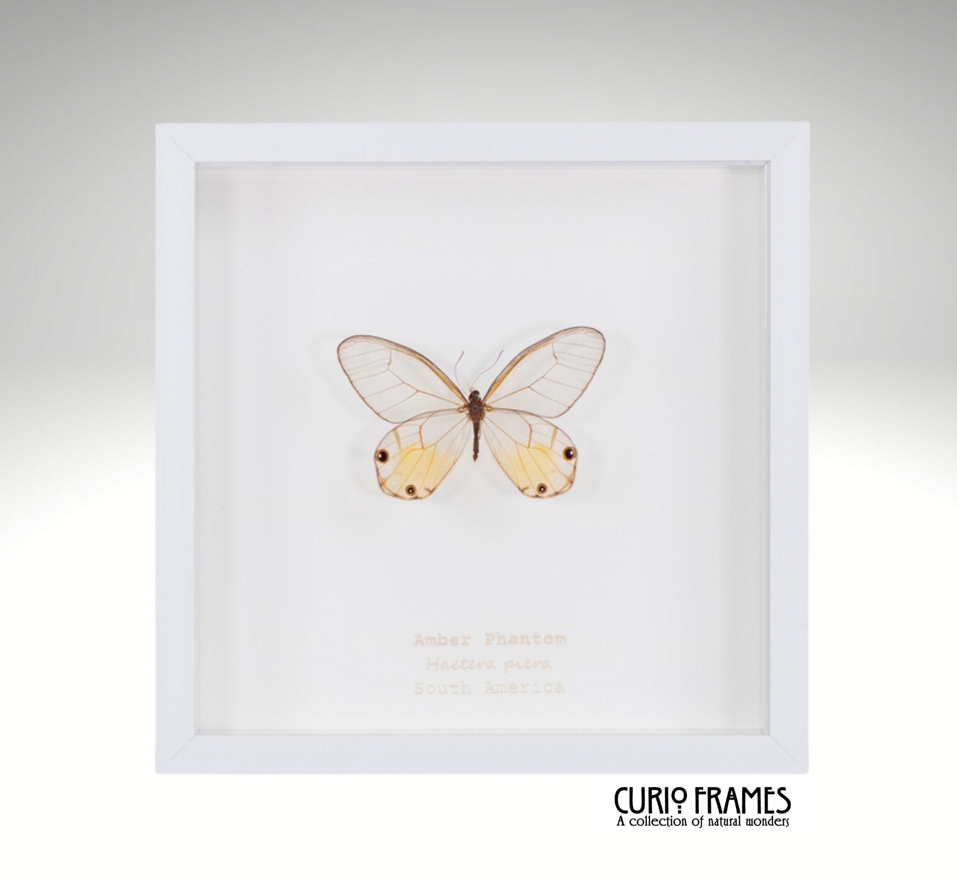 Amber Phantom