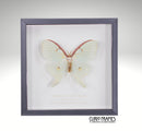 American Lunar Moth