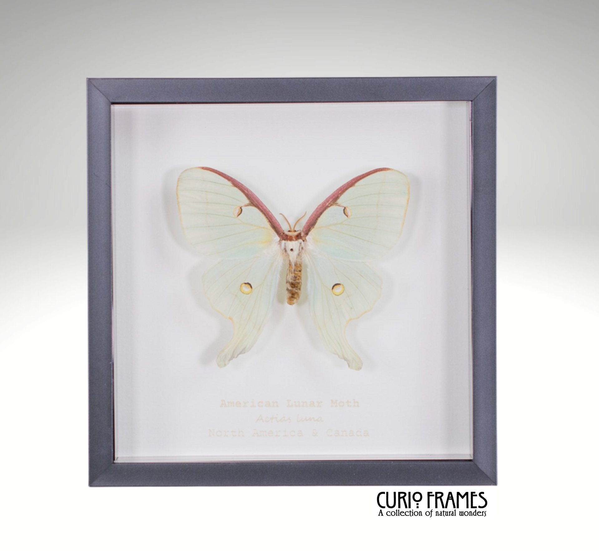 American Lunar Moth