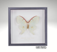 American Lunar Moth