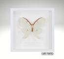 American Lunar Moth