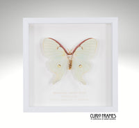 American Lunar Moth