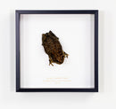 Asian Common Toad