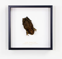 Asian Common Toad