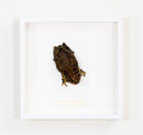 Asian Common Toad