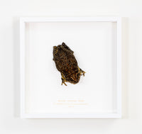 Asian Common Toad
