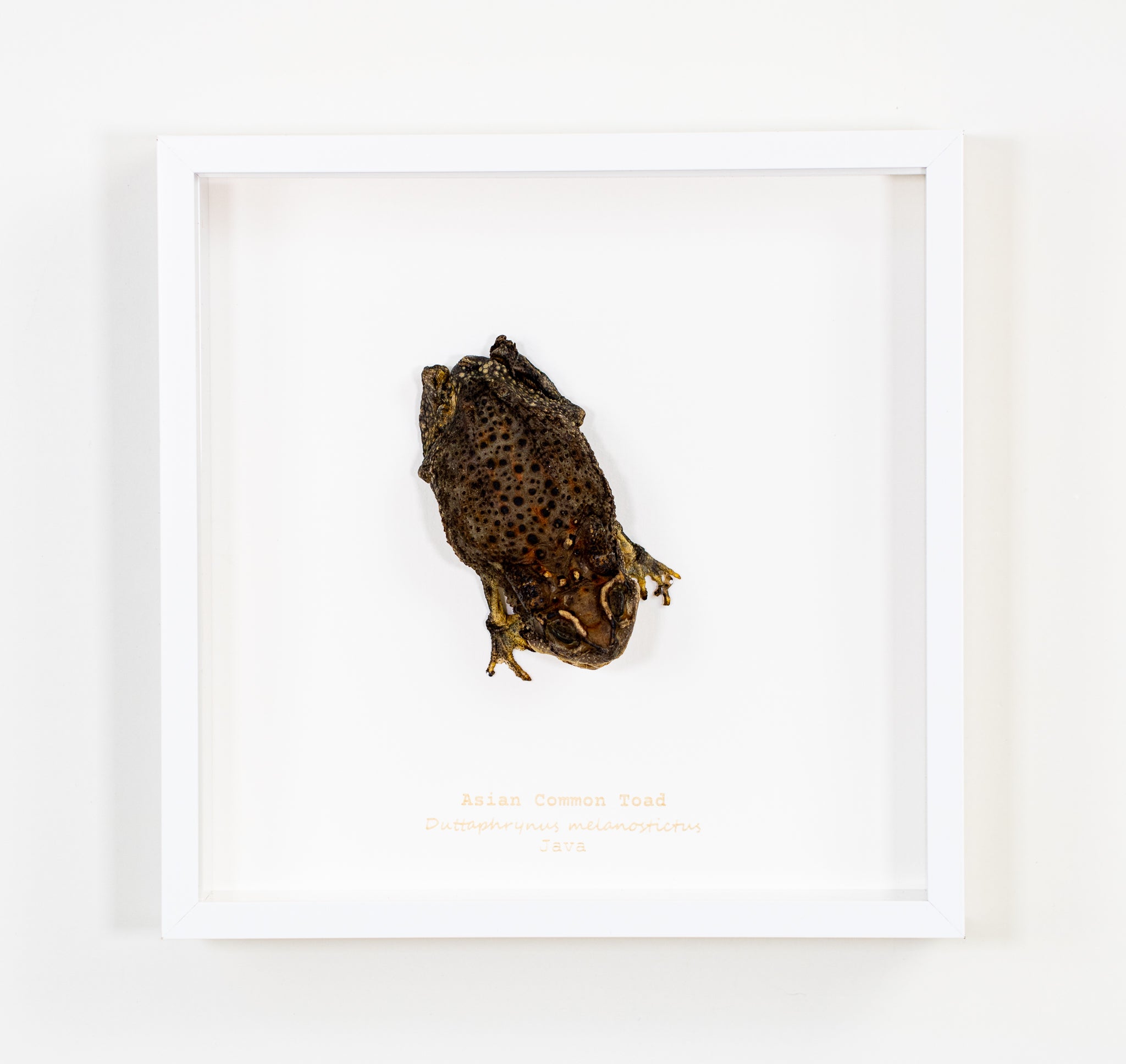 Asian Common Toad