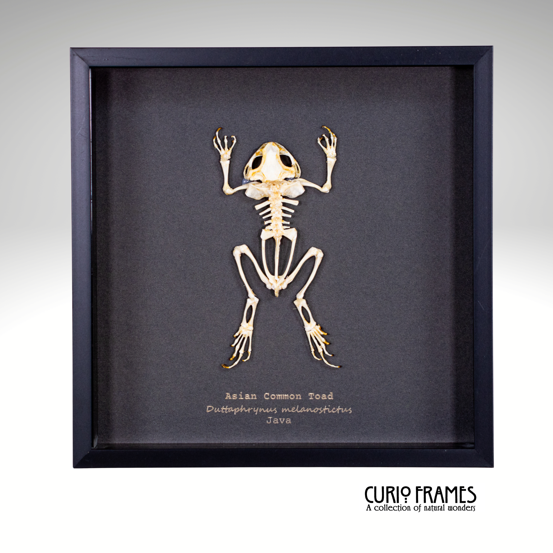 Asian Common Toad Skeleton