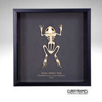 Asian Common Toad Skeleton