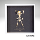 Asian Common Toad Skeleton